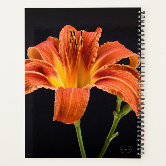 HAMbWG - Tiger Lily (Dos)