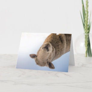 HAMbWG - Wenskaart - schapen Kaart