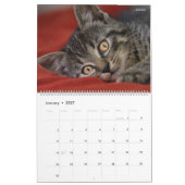 HAMbyWG- Portrait d'un calendrier de chaton (Jan 2027)