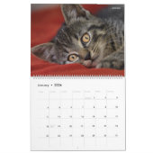 HAMbyWG- Portret van een Kitten Kalender (Jan 2026)