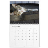 HAMbyWG- Rustieke katten & kittens Kalender (Feb 2026)