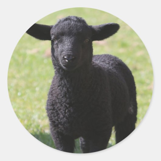 HAMbyWG - Stickers - Mouton noir (Devant)