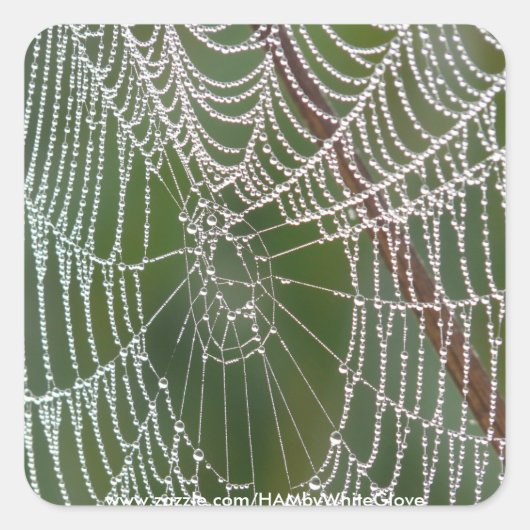 HAMbyWG - Stickers - Spider Web (Devant)
