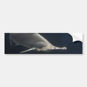 Hamerhaai Bumpersticker