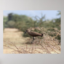 Hamerkop in Thorns - Afrikaans Poster