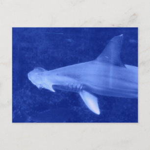 Hammerhead Shark Briefkaart