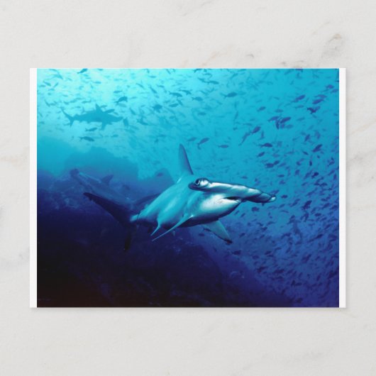 Hammerkophaai Briefkaart (Voorkant)