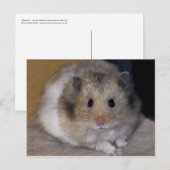 Hammie Briefkaart (Voorkant / Achterkant)