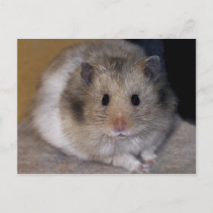 Hammie Briefkaart