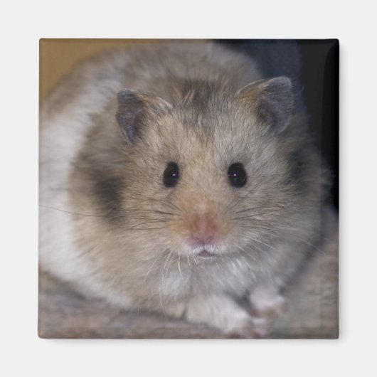 Hammie Magnet Magneet (Voorkant)