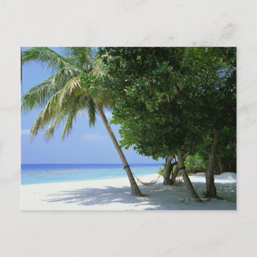Hammock en Palm Tree Briefkaart (Voorkant)