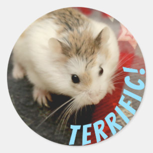 Hammyville - Cute Hamster Terrific Ronde Sticker