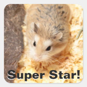 Hammyville - Cute Hamster Vierkante Sticker