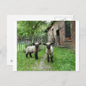Hampshire Down lambs briefkaart (Voorkant / Achterkant)