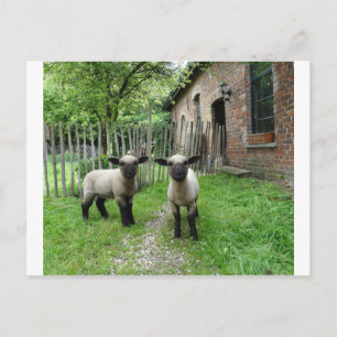 Hampshire Down lambs briefkaart