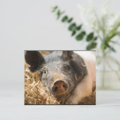 Hampshire Pig Briefkaart (Staand voorkant)