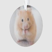 hamster (devant)