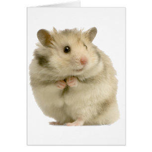 Hamster