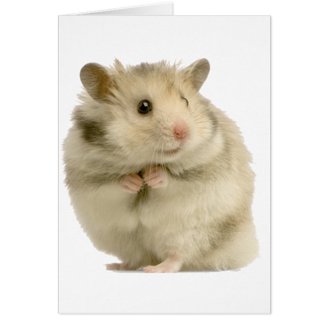 Hamster (Voorkant)