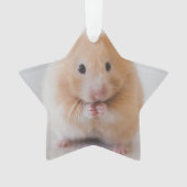 hamster (devant)