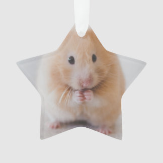 hamster