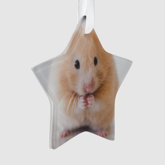 hamster (devant)