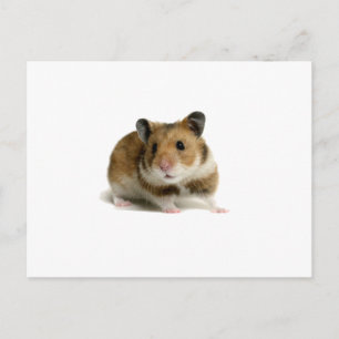 Hamster Briefkaart