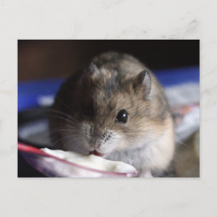 Hamster Briefkaart