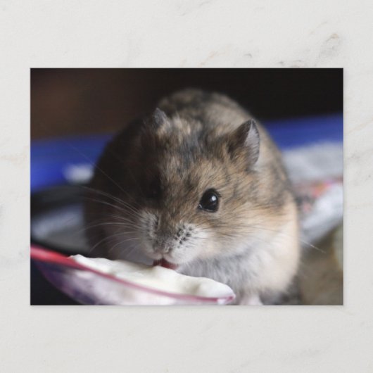 Hamster Briefkaart (Voorkant)