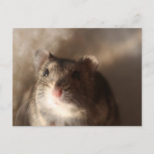 Hamster Briefkaart (Voorkant)