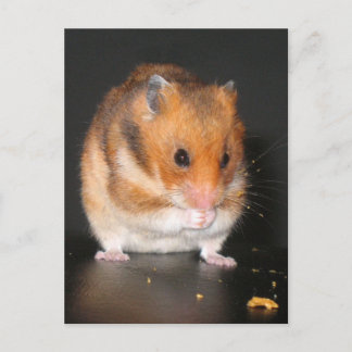 Hamster Briefkaarten