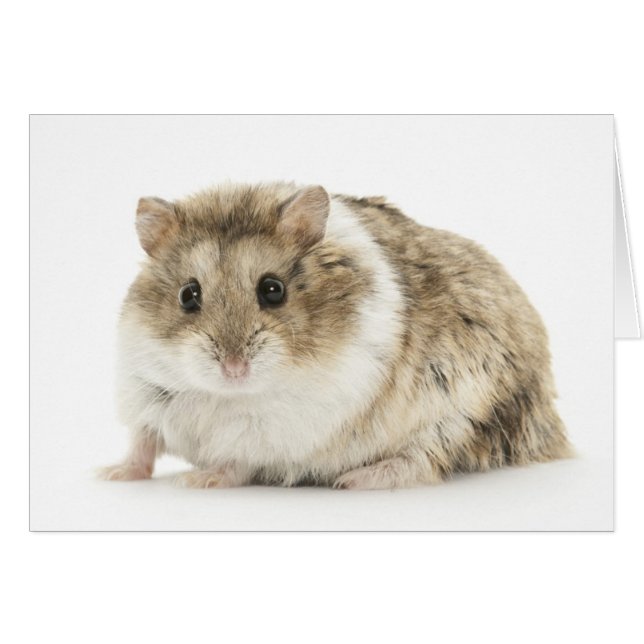 Hamster Card (Voorkant Horizontaal)