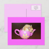 Hamster dans un pot de thé Carte postale Photo (Devant / Derrière)