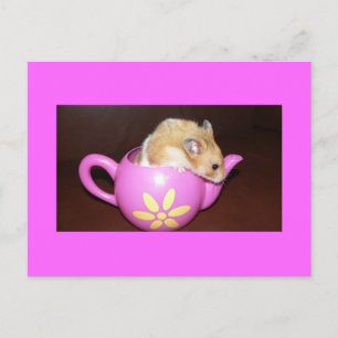 Hamster dans un pot de thé Carte postale Photo