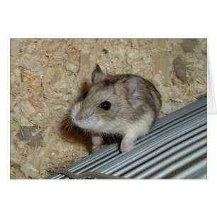 Hamster de Campbells