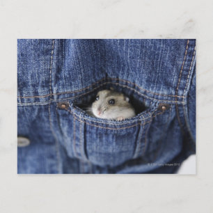Hamster in zak briefkaart