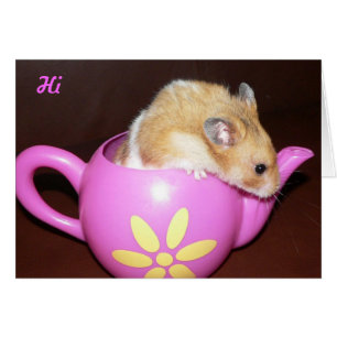 Hamster mignon