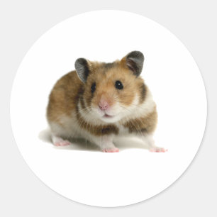 Hamster Ronde Sticker