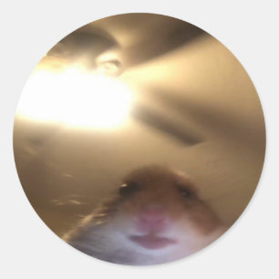 Hamster Staring Meme Ronde Sticker
