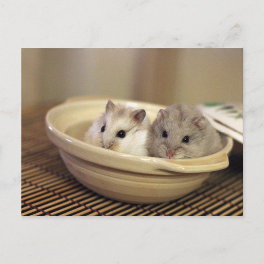 Hamsters Briefkaart (Voorkant)