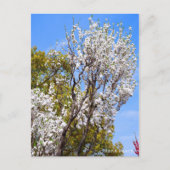 Hana Peach Briefkaart (Voorkant)