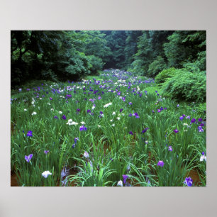 Hana Shobu (Japanse Wateriris), Meiji-schrijn, Poster