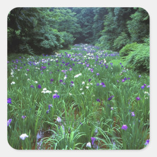 Hana Shobu (Japanse Wateriris), Meiji-schrijn, Vierkante Sticker