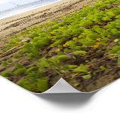 Hanalei Bay, Kauai Hawaii Beach Flowers Poster (Hoek)