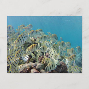 Hanauma Bay - Convict Tangs Briefkaart