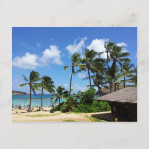 Hanauma Bay Hawaii Coconut Trees Briefkaart