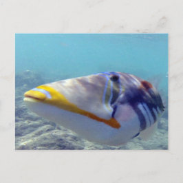 HANAUMA BAY HAWAII - Humuhumunukunukuapua'a Briefkaart