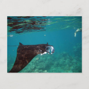 Hanauma Bay Hawaii Manta Ray Briefkaart