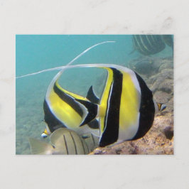 Hanauma Bay Hawaii Moorish Idol Briefkaart