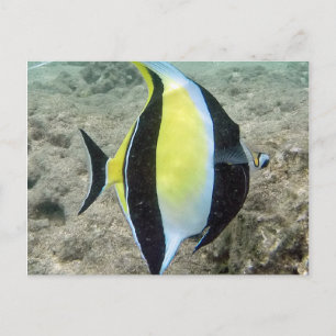 Hanauma Bay Hawaii Moorish Idol Briefkaart